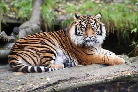 The sumatran tiger is a population of panthera tigris sondaica on the indonesian island of sumatra. Tiger (Sumatran) - Dudley Zoological Gardens