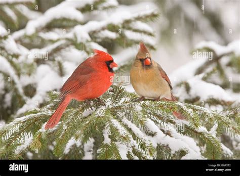 Male And Female Northern Cardinals Perched In Spruce Tree With Falling