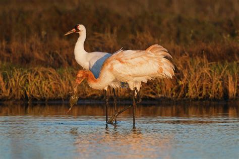 Whooping Crane Grus Americana 4 Photograph By Larry Ditto Fine Art