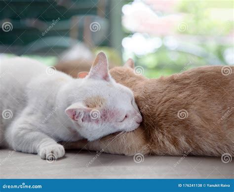 Love Moment Of Kitty Cat Stock Photo Image Of Friend 176241138