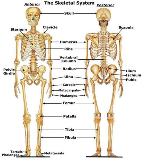 Though whether body language is inherently gendered is more complex. Human Body (Anatomy, Functions & Systems) | Human skeletal system, Skeletal system, Skeletal ...