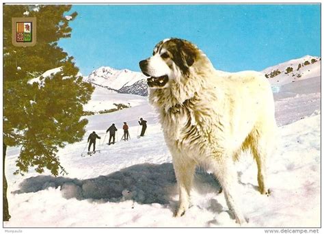 images  big mountain dogs  pinterest great pyrenees dog spanish mastiff