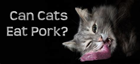 Cooked pork (especially pork tenderloin) is a suitable treat, but it should not become a staple in any feline diet. Can Cats Eat Pork? Are Cats Allergic To Pork?