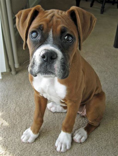 6 Problems Only Boxer Owners Will Understand