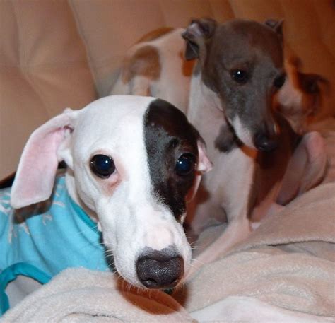 3 Of The Best Igs Grey Hound Dog Greyhound Adoption Italian Greyhound