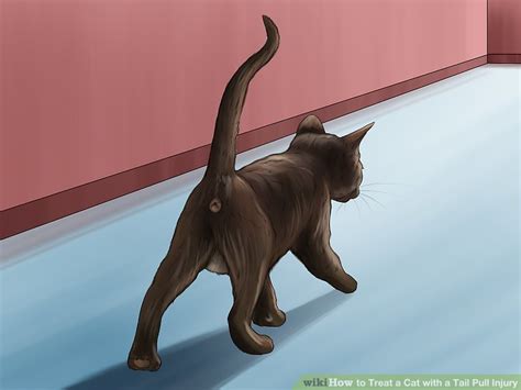 How To Treat A Cat With A Tail Pull Injury 12 Steps