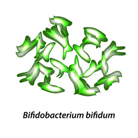 Bifidobacteria Bifidobacterium Infantis Probiotic Lactobacille