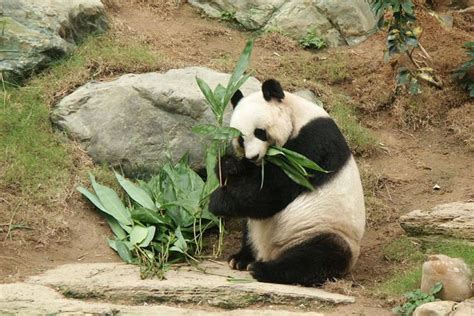 Worlds Oldest Giant Panda Dies At 38