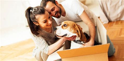 Data recovery, laptop & server spare parts, local area networks, telecommunication system and built. Pets Moving Services in Dubai - UAE - International Movers ...