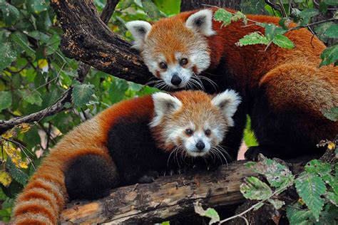 51 Fun And Interesting Facts About Red Pandas Parenting