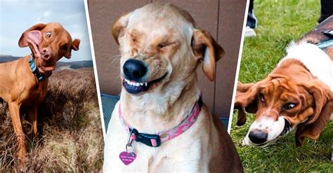 20 Perros Divertidos Mostrando Los Gestos Más Graciosos