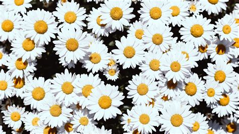 Chamomile Flowers White Bloom Plants 4k Hd Wallpapers Hd Wallpapers