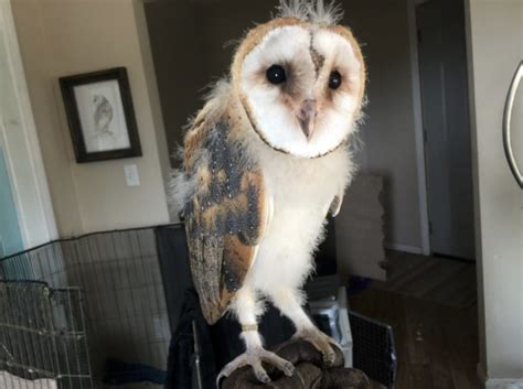 Frequent special offers and discounts up to 70% off for all products! Do Owls Make Good Pets? - Avian Behavior International