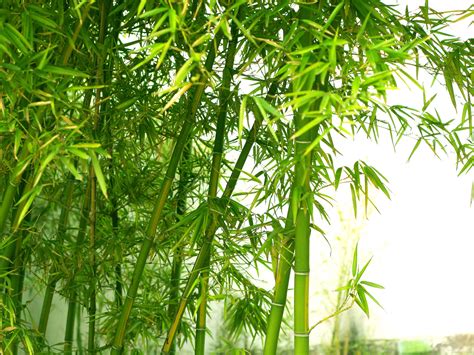 47 Bamboo Wallpaper Hd Wallpapersafari