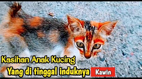 Anak Kucing Mencari Induknya Youtube