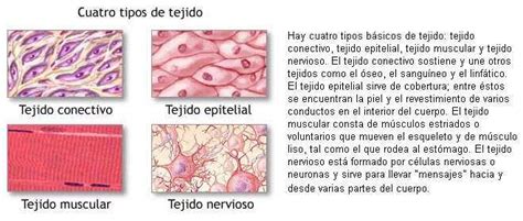 Los Tejidos Del Cuerpo Humano Epitelial Sosten Muscular Y Funcion