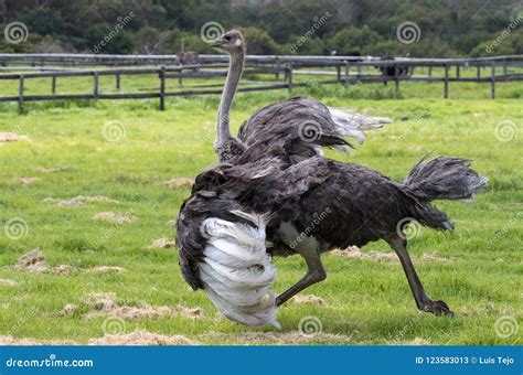 An Ostrich Running In An Ostrich Farm Photographed In South Africa