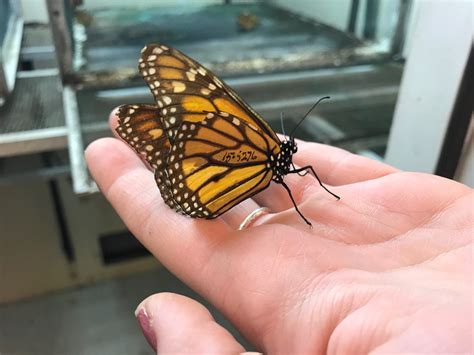 Student works as a monarch butterfly caretaker | College of Agriculture ...