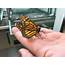 Student Works As A Monarch Butterfly Caretaker  College Of Agriculture