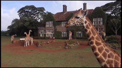 Giraffemanor Nairobi Kenya Donnasalernotravel Info