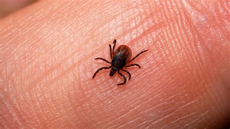 How To Prevent And Deal With Ticks This Summer Complete Outdoors