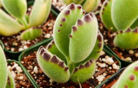 Cotyledon Tomentosa Bears Paw Succulent Care Guide