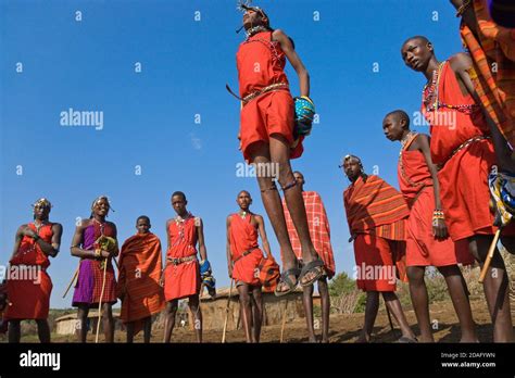 Masai Tribespeople Performing Jumping Dance Masai Mara Kenya Stock