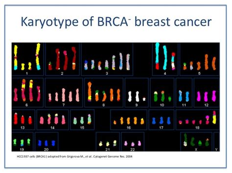 Basic Introduction To The Role Of Genetics In Breast Cancer Developme