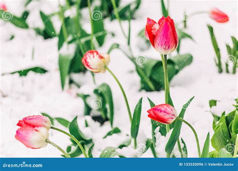 Tulips Snow Stock Images Download 1557 Royalty Free Photos