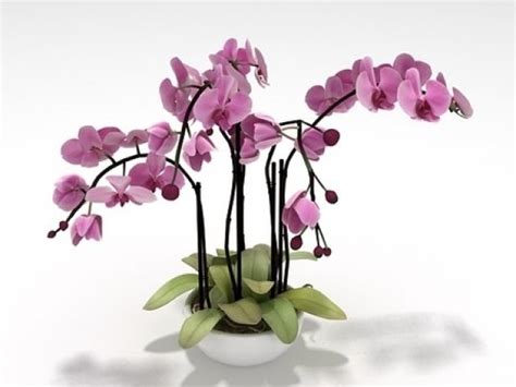 Orchid Flower 3d Model Orchid Flowers