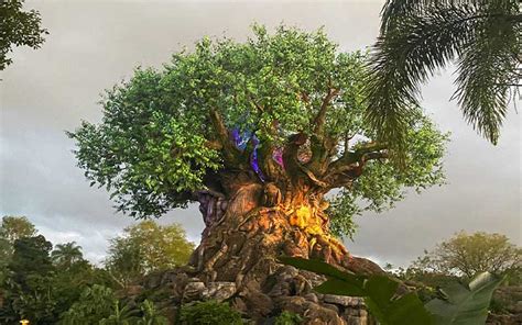 Our Wild Guide To The Tree Of Life At Disneys Animal Kingdom