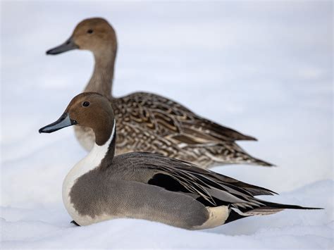 Pintail Ducks Mark Eccleston Photography