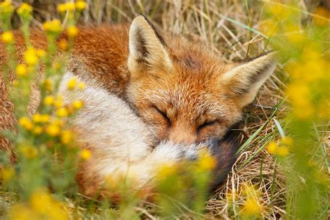 Sleeping Beauty Sleeping Red Fox Photograph By Roeselien Raimond