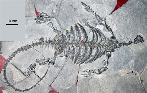 228 Million Year Old Fossil Reveals Complex Early History Of Turtles