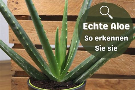Check spelling or type a new query. Echte Aloe Vera erkennen | Verwechslung vermeiden ...