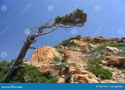 Juniper Tree Stock Photo Image Of Tree Blue Wilderness 10427496