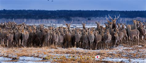The Largest Herd Of Ezo Sika Deer Ever Photographed Blain Harasymiw