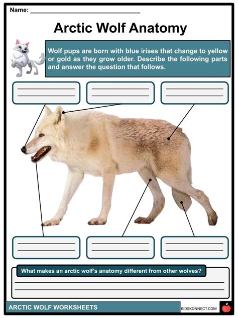 Arctic Wolf Facts Worksheets Etymology And Taxonomy For Kids