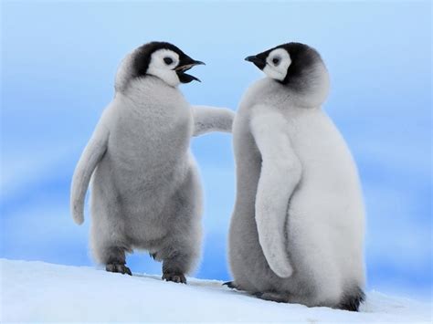 Cute Baby Penguins 1152 X 864 Wallpaper