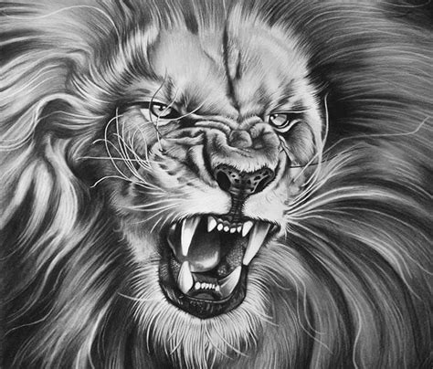 The King Drawing By Garvel Art From Valencia Spain No 2759 Lion