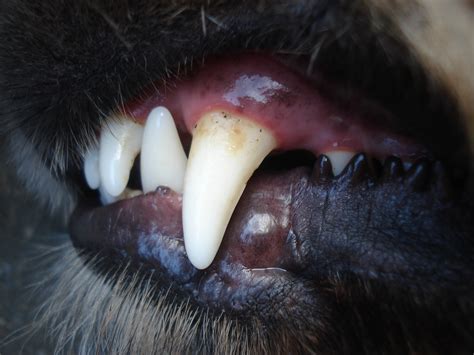 High Quality Pet Tooth Extractions At A Vet Near You I Ridgeline