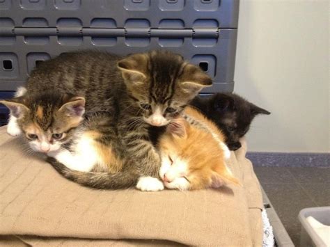 A Pile Of Cute Sleepy Kitten Cat Pics Cute Animals