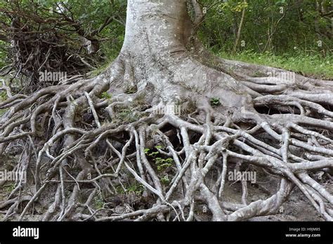 Large Mature Tree Roots Groving Above The Ground Stock Photo Alamy