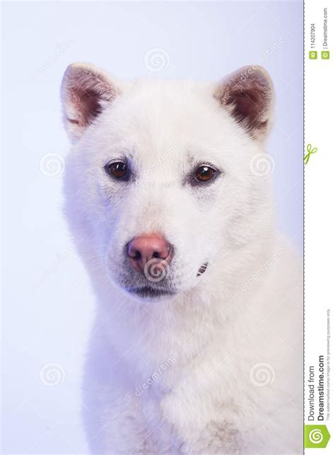 White Kishu Inu Stock Photo Image Of Pooch Cute Background 114207904