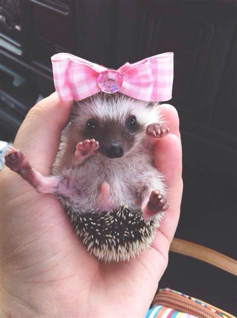 Pin By Jacqueline On Adorable Alley Hedgehog Pet Cute Hedgehog Baby