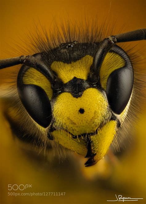 Macro Photography Wasp By Quenoteam Bee Pictures Bee Images Macro