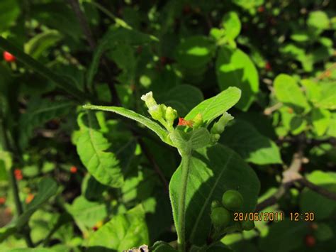 Rauvolfia Tetraphylla Eflora Of India