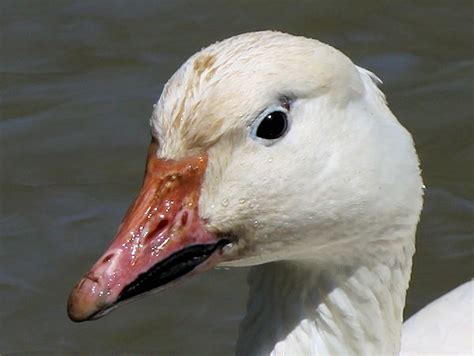 Wildfowl Identification Rosss Goose Snow Goose Wwt Slimbridge