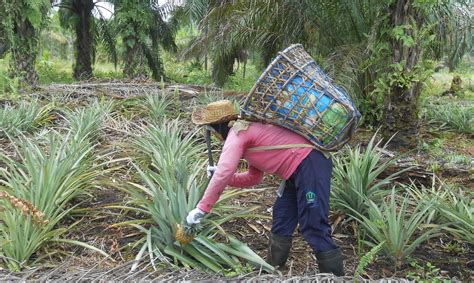 Untuk pemesanan, nomor kontak sy: Tanah Gambut Sangat Cocok Untuk Tanaman - Berbagi Tanam