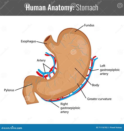 Human Stomach Detailed Anatomy Vector Medical Stock Vector